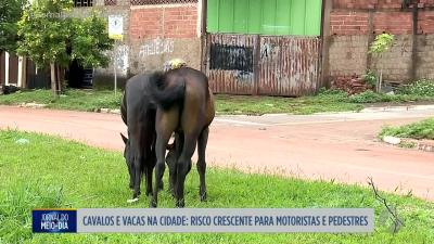 Cavalos e vacas soltos nas ruas de Goi&acirc;nia, risco para motoristas e pedestres
