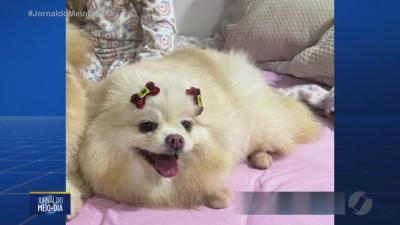 itemCachorrinha desaparecida em Goiânia