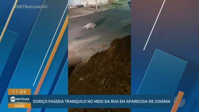 Ouriço passeia tranquilo no meio da rua em Aparecida de Goiânia