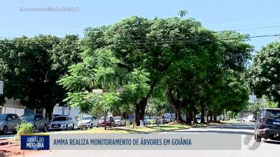 itemAMMA realiza monitoramento de árvores em Goiânia