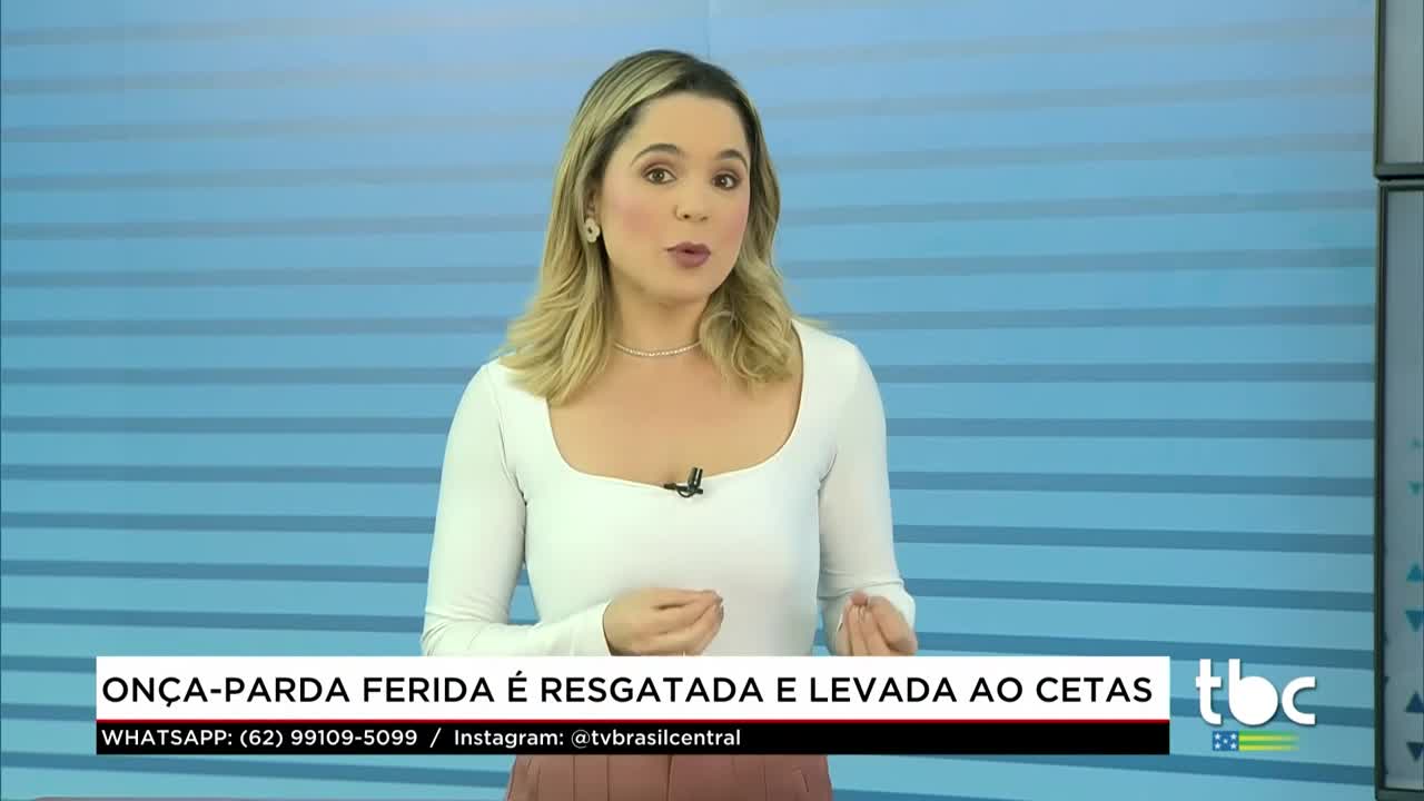 itemOnça-parda ferida é resgatada e levada ao Cetas