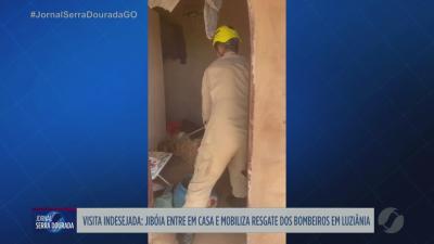 itemBombeiros resgatam cobra dentro de uma casa em Luziânia