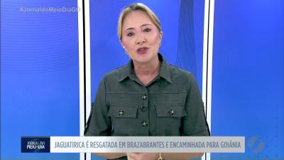 itemJaguatirica é resgatada em Brazabrantes e encaminhada para Goiânia