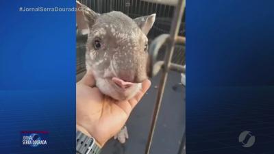itemFilhote de anta é resgatado perdido na área rural de Rio Verde