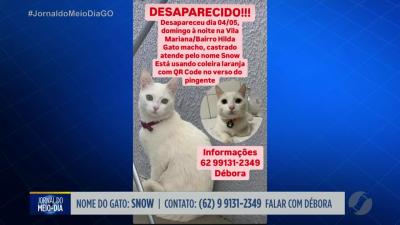 itemGato desaparecido