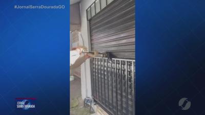 itemGambá curioso faz plantão na porta de comércio