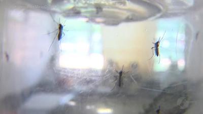 itemGoverno de Goiás cria gabinete de crise contra a dengue