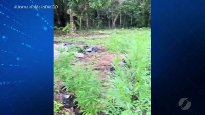 itemPolícia Militar descobre plantação de maconha em Alto Paraíso