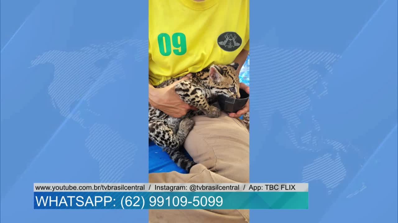 Filhote de Jaguatirica é resgatado durante Incêndio na Serra Dourada