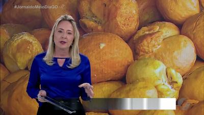 itemPequi do Xingu, fruto gigante chama a atenção dos goianos