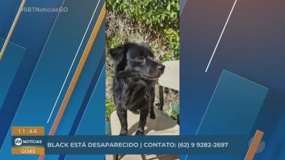itemAnimais desaparecidos