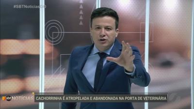 itemCachorrinha é atropelada e abandonada na porta de veterinária