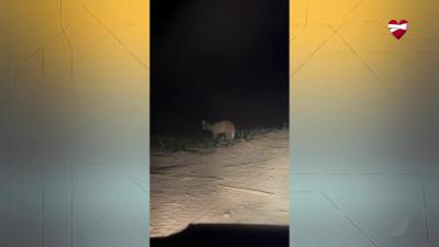 Lobo-guará flagrado passeando em canavial de Inhumas