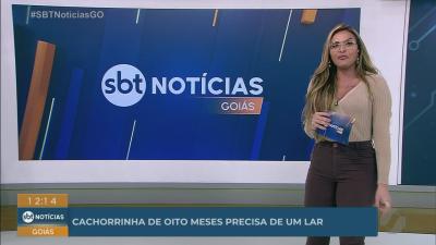 itemCachorrinha para adoção em Goiânia