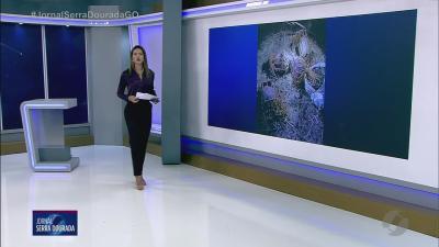 PM det&eacute;m suspeito de ca&ccedil;a e com&eacute;rcio ilegal de tatus em Aparecida de Goi&acirc;nia