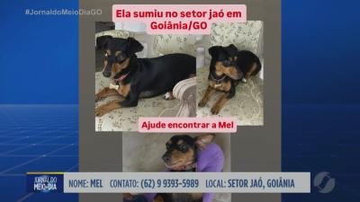 Cachorrinha desaparecida mobiliza Goi&acirc;nia