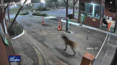 C&acirc;meras registram Loba-Guar&aacute; e filhotes circulando na BR-060
