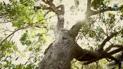 Enfrentamento &agrave; Covid-19 no Parque Estadual do Cant&atilde;o
