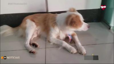 itemCachorro encontrado em Goiânia