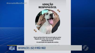 itemCachorro encontrado disponível para adoção