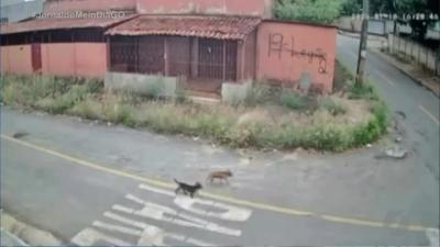 itemMulher atropela e mata cachorrinha e foge em Aparecida de Goiânia