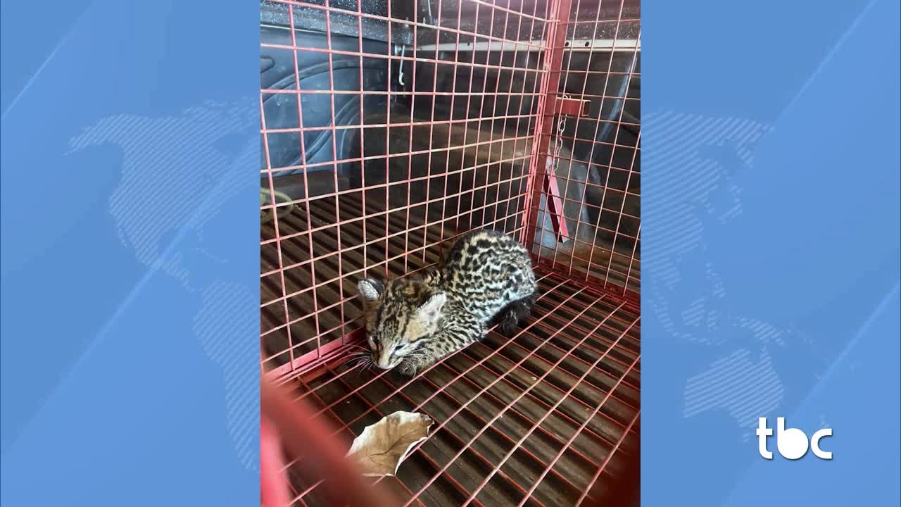 itemBrazabrantes: Bombeiros capturam Jaguatirica numa Fazenda