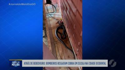 itemBombeiros resgatam cobra em escola de Cidade Ocidental