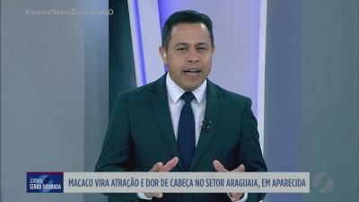 itemMacaco vira atração e dor de cabeça no Setor Araguaia, em Aparecida de Goiânia
