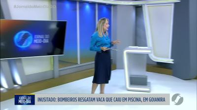 itemInusitado - bombeiros resgatam vaca que caiu em piscina, em Goianira