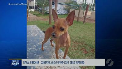 Cachorro desaparecido em Goi&acirc;nia