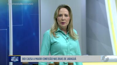 Boi nas ruas de Jaraguá vira casa de polícia