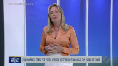 Gato &eacute; resgatado em coqueiro