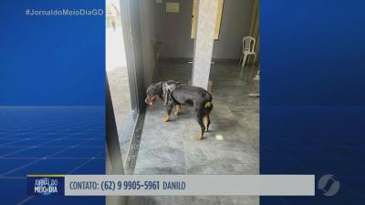 Cachorra encontrada em Goi&acirc;nia