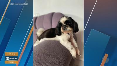 itemCachorrinho desaparecido em Aparecida de Goiânia