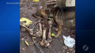 itemCachorro desnutrido amarrado em poste