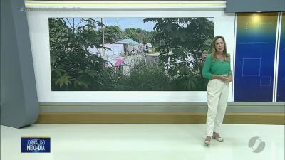 itemPrefeitura de Goiânia adota medidas de emergência contra a dengue