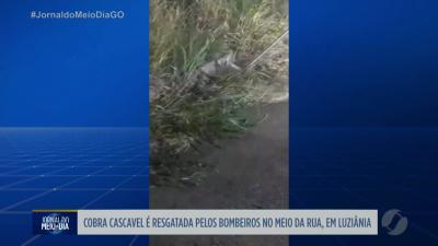 itemBombeiros resgatam cobra o meio da rua em Luziânia