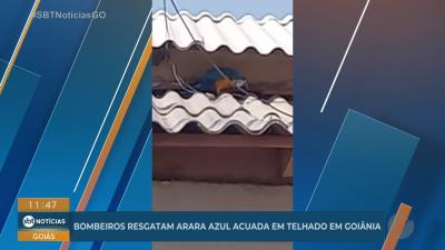 itemBombeiros resgatam arara azul acuada em telhado em Goiânia