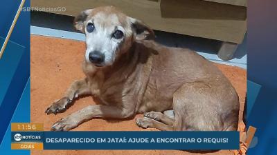 Cachorro desaparecido em Jataí