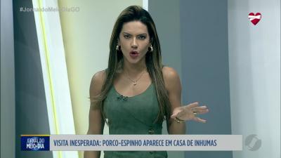 itemFamília de Inhumas encontra porco-espinho no quintal de casa