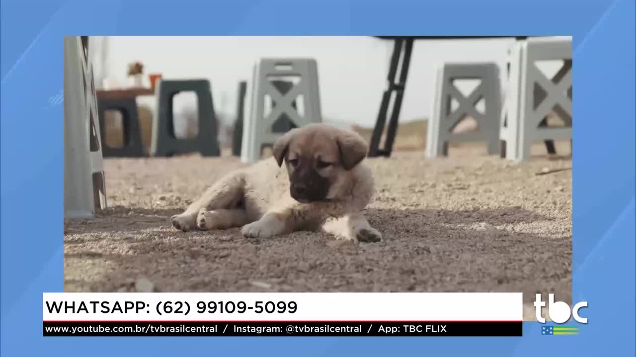 itemAparecida Mutirão da Cidade vai Castrar Cães Gratuitamente