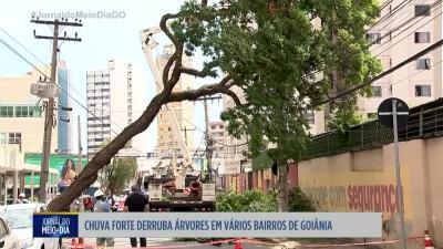 Chuva forte derruba árvores em vários bairros de Goiânia