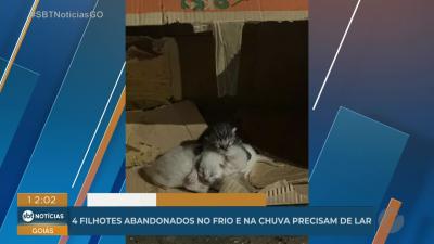 Filhotes de gatinhos est&atilde;o abandonados e precisam de um lar