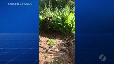 PM prende ca&ccedil;ador ap&oacute;s abater aves silvestres na zona rural de Itapuranga
