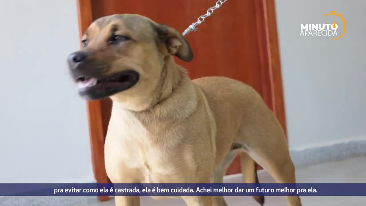 itemAparecida segue com a Campanha de Vacinação Antirrábica para imunizar cães e gatos contra a raiva