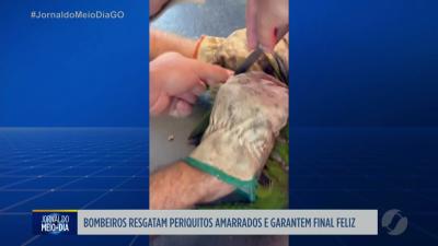 itemPeriquitos amarrados por fios são resgatados pelos Bombeiros em Senador Canedo