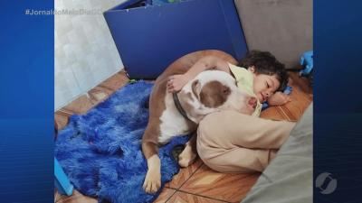 itemCachorro desaparecido em Aparecida de Goiânia