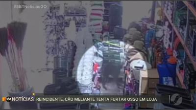 itemCão furta osso em loja agropecuária de Goianésia