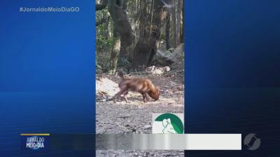 itemCachorro-vinagre é flagrado por câmeras no Parque dos Pirineus