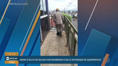 Bombeiros resgatam arara em uma sacada em Quirinópolis